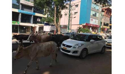 ofo、摩拜都来印度了,可是自行车道在哪儿? ofo、摩拜都来印度了,可是自行车道在哪儿?
