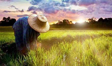 征信缺失的农村金融,三种不同模式的拓荒路 征信缺失的农村金融,三种不同模式的拓荒路