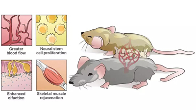给年老者输入年轻血液真的可以延缓衰老吗? 给年老者输入年轻血液真的可以延缓衰老吗?