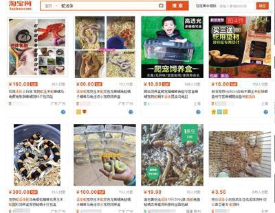 邮寄活体动物属违法:女子网购银环蛇被咬伤后脑死亡 邮寄活体动物属违法:女子网购银环蛇被咬伤后脑死亡