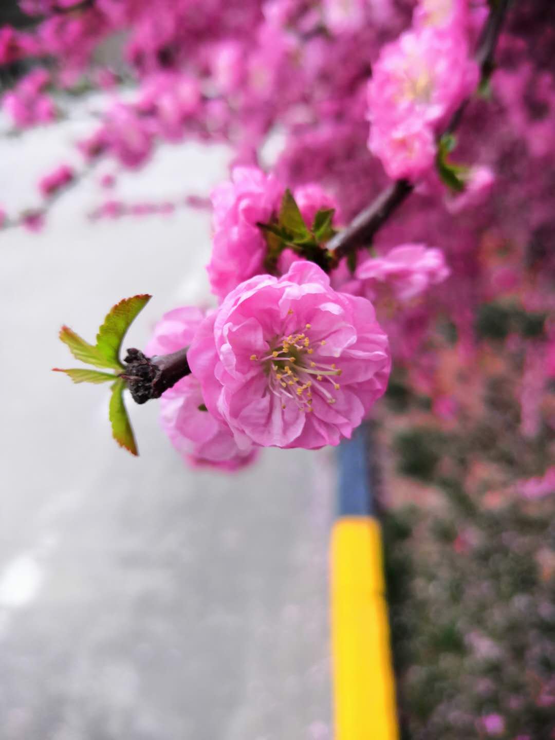 1553219146324329.jpg 2_20190322094604.jpg