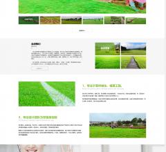 枝江亚明草坪种植基