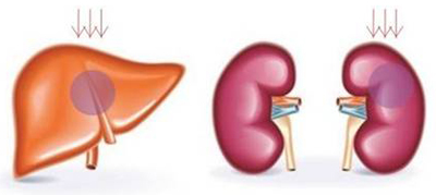 男怕伤肝，女怕伤肾，欣啪啪参茸片，养肝护肾全不落下