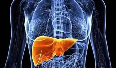 男怕伤肝，女怕伤肾，欣啪啪参茸片，养肝护肾全不落下